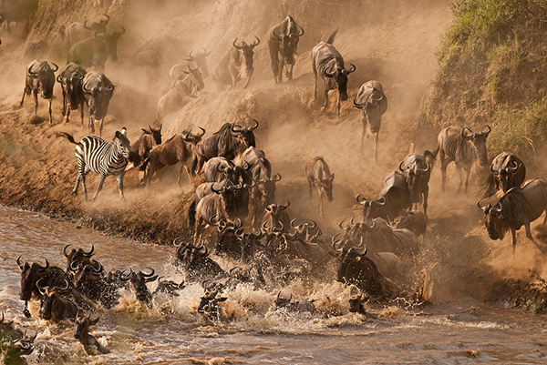 See-Wildebeest-Crossing-Mara-River-Kenya