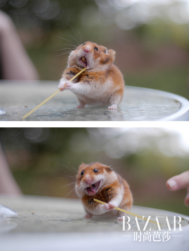 #3 Hamster Struggling With A Spaghetti Noodle