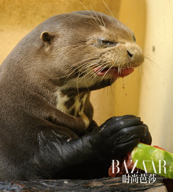 #7 Otter Eats Watermelon, But Does Not Enjoy It