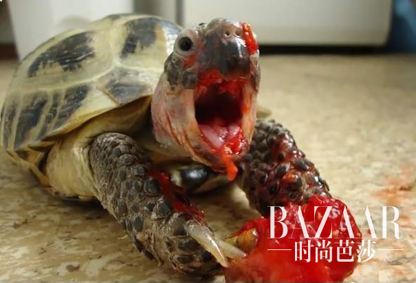 #8 Tortoise Eating Strawberry