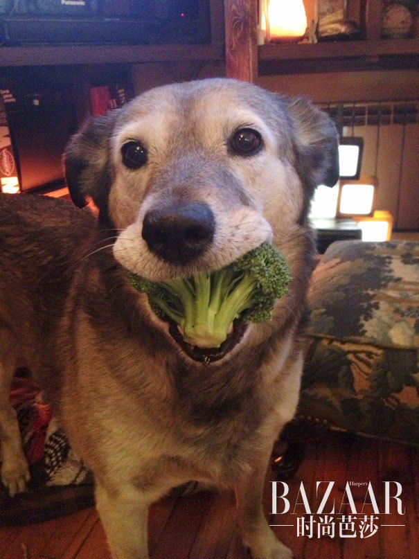 #9 My Dog Looooooves Broccoli
