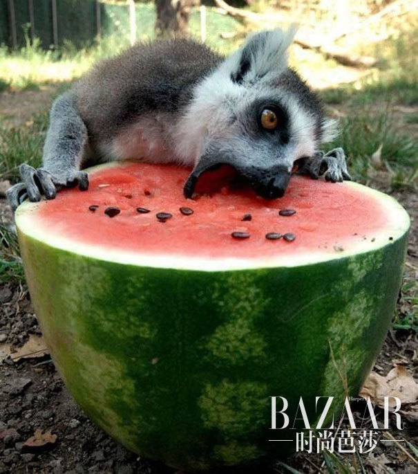 #10 Just A Lemur Eating A Watermelon