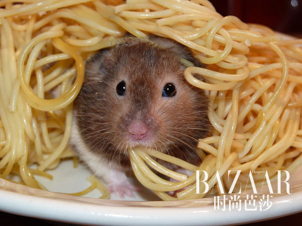 #13 Spaghetti Rat