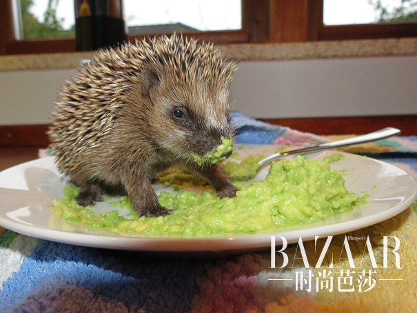 #31 Just A Little Hedgehog, Eating Avocado