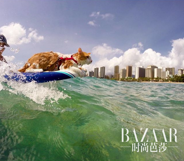 adaymag-one-eyed-cat-loves-swim-surf-02