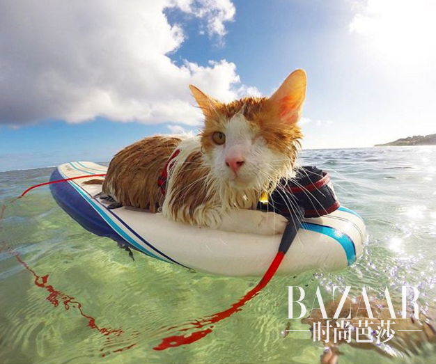 adaymag-one-eyed-cat-loves-swim-surf-06