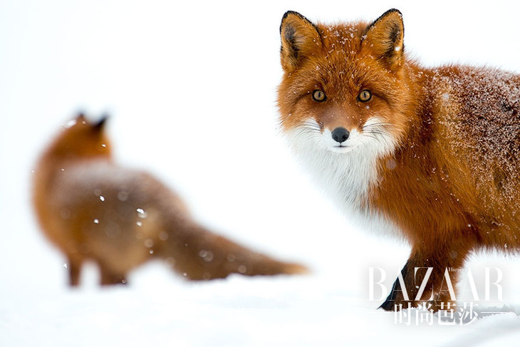 fox-photography-russian-miner-ivan-kislov-chukotka-17