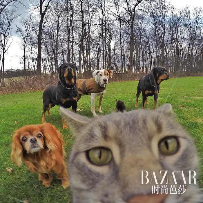 manny-cat-takes-selfies-dogs-gopro-14