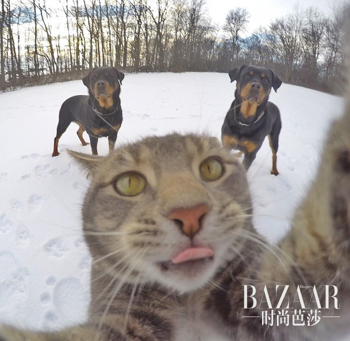 manny-cat-takes-selfies-dogs-gopro-15