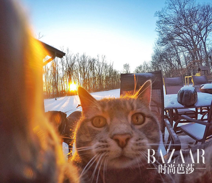 manny-cat-takes-selfies-dogs-gopro-1