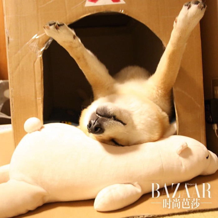 dog-shiba-inu-sleeps-teddy-bear-same-position-maru-4