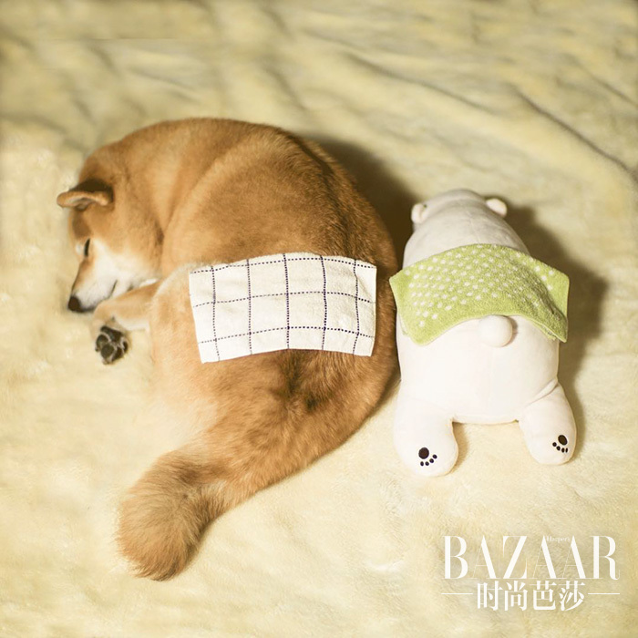 dog-shiba-inu-sleeps-teddy-bear-same-position-maru-6