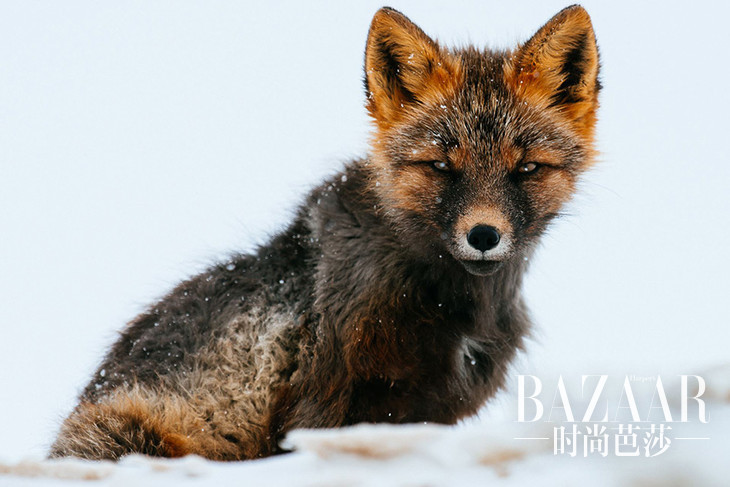 fox-photography-russian-miner-ivan-kislov-chukotka-161