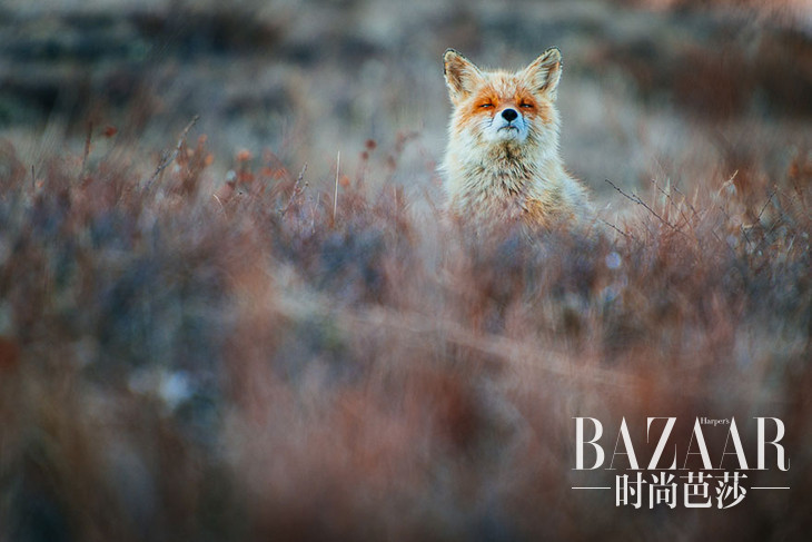 fox-photography-russian-miner-ivan-kislov-chukotka-2