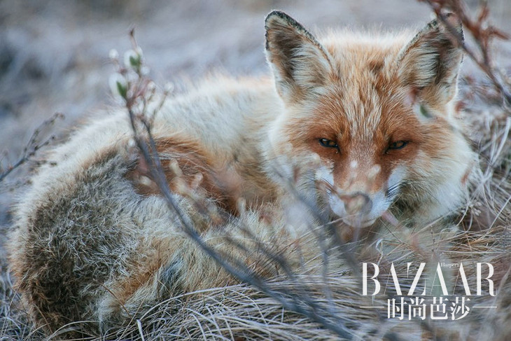 fox-photography-russian-miner-ivan-kislov-chukotka-7