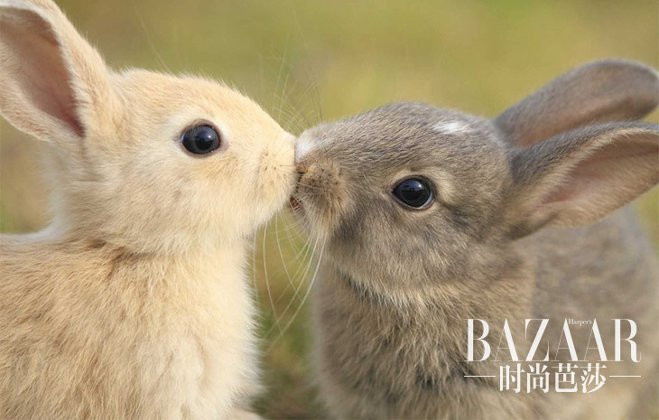 #3 Bunny Kiss