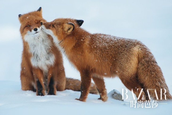 #4 Foxes In Love
