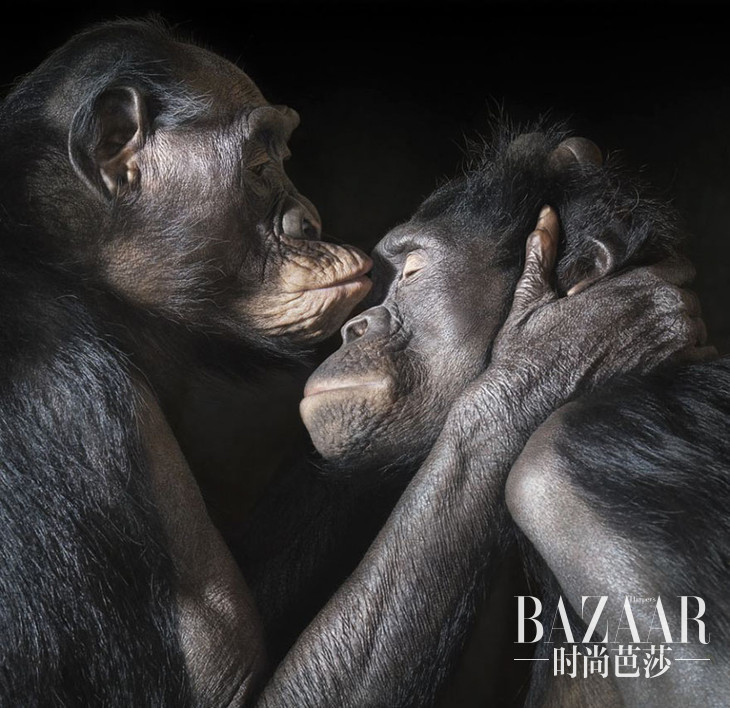 #11 Two Apes Enjoy An Intimate Moment Together