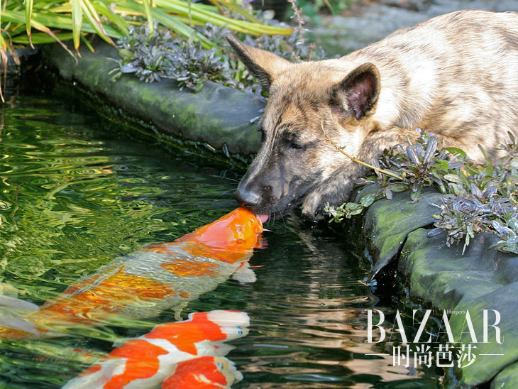 #12 Kissing A Koi