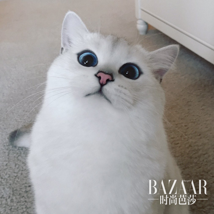 most-beautiful-eyes-cat-coby-british-shorthair-3