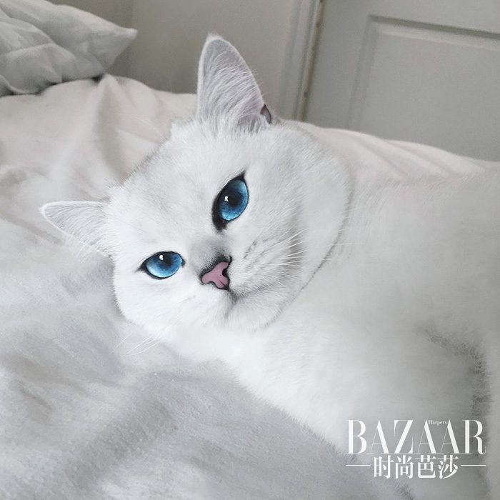 most-beautiful-eyes-cat-coby-british-shorthair-5