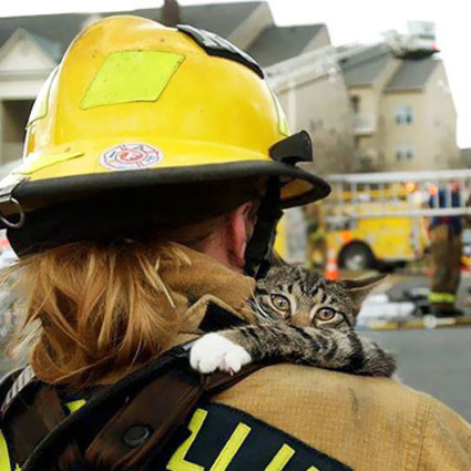 你最爱的消防员，平时救助小动物也是他们的职责之一