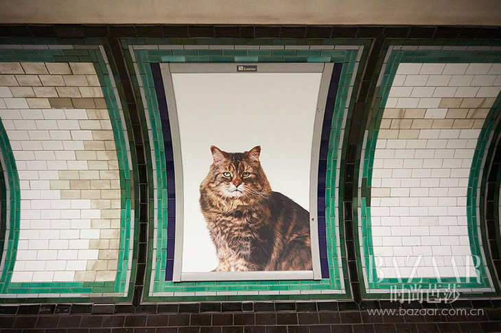 cat-ads-underground-subway-metro-london-2