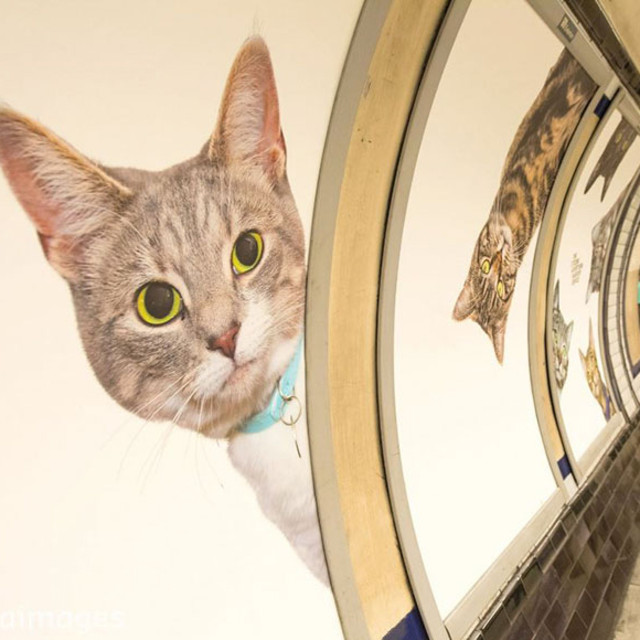 喵星人福利日，伦敦的地铁站都被猫咪占领了！